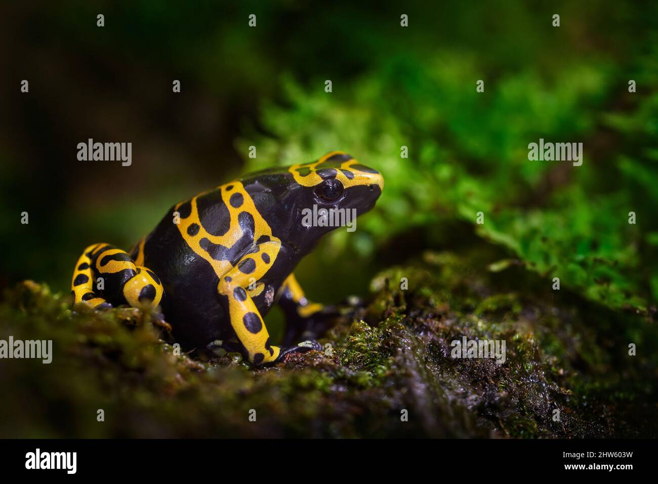 Dart Frosch in der Natur Wald Lebensraum. Dendrobis Gefahrfrosch aus Zentralperu und Brasilien. Schöne blaue und rote amphibische grüne Vegetation, trop Stockfoto