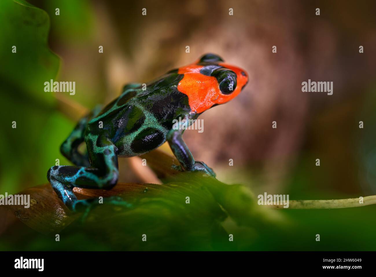 Dart Frosch in der Natur Wald Lebensraum. Dendrobis Gefahrfrosch aus Zentralperu und Brasilien. Schöne blaue und rote amphibische grüne Vegetation, trop Stockfoto