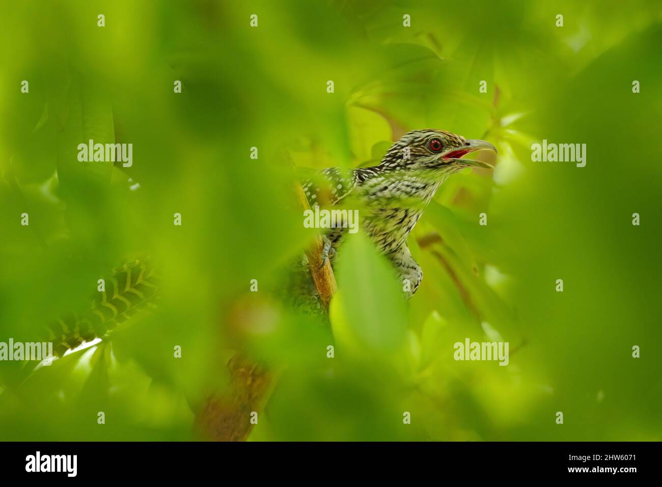 Asiatischer Koel, Eudynamys scolopaceus, Vogel versteckt in grüner Waldvegetation. Koel-Kuckuck im Naturlebensraum, Ranthambore NP, Indien, Asien. Wildtierszene Stockfoto