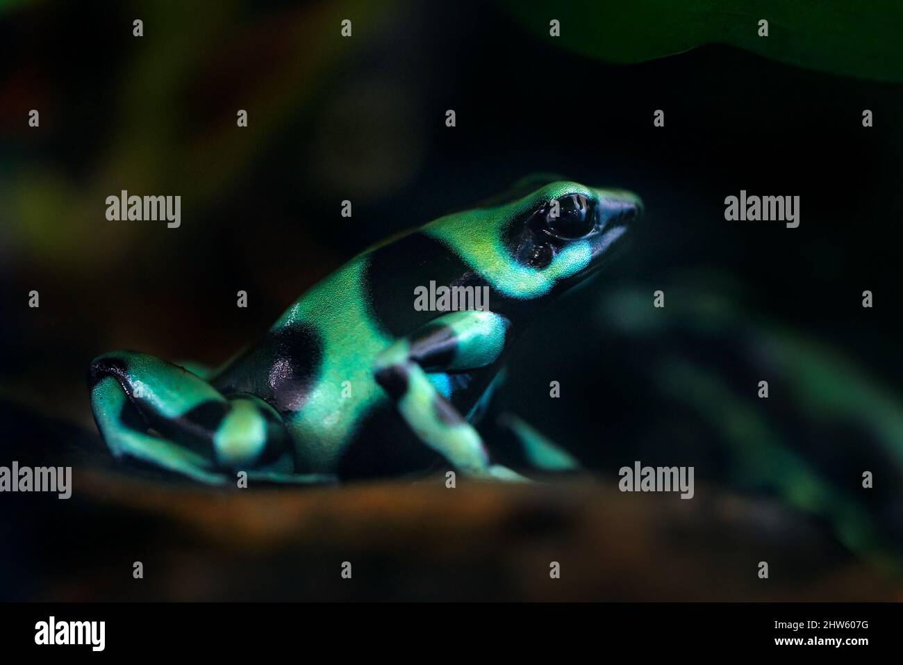 Giftfrosch aus Amazonas Tropenwald, Costa Rica . Grün Schwarzer Dart Frosch, Dendrobates auratus, in Naturlebensraum. Schöner kunterbunter Frosch von t Stockfoto