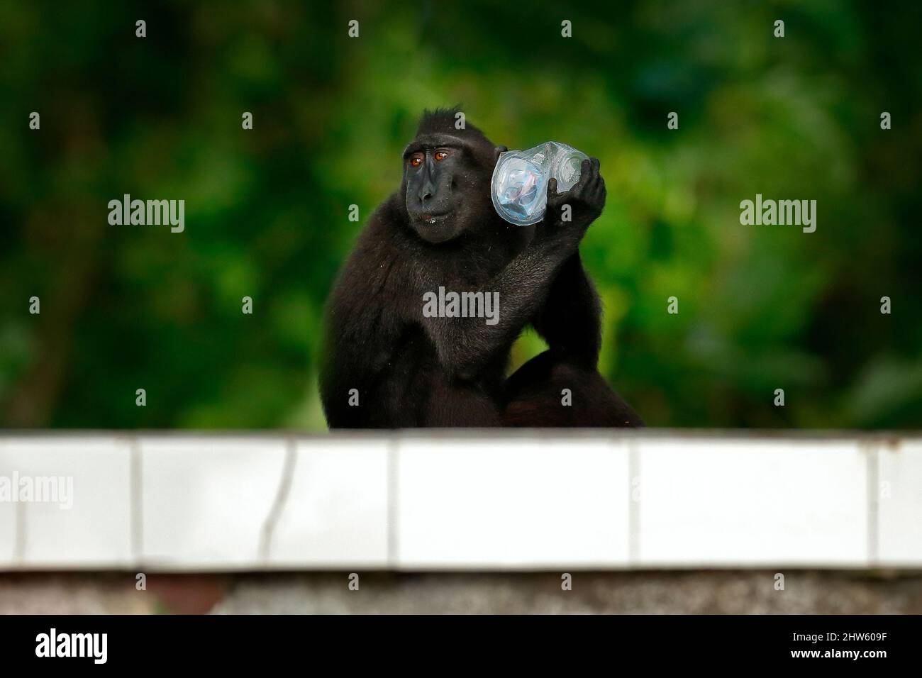Affe mit Müllabfall PET-Flasche im dunklen Wald. Der Crested Macaque von, der im natürlichen Lebensraum sitzt, die Tierwelt aus Asien, die Natur von Tangkoko o Stockfoto