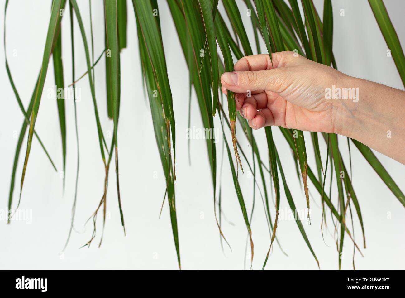 Braune blattspitzen -Fotos und -Bildmaterial in hoher Auflsung  Alamy