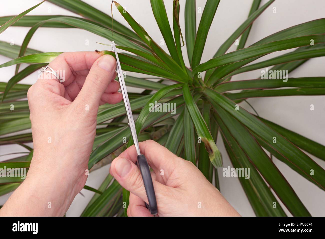 Weibliche Hnde schneiden trockene braune Kanten auf Blttern von Dracaena  marginata mit einer Schere auf weiem Hintergrund Stockfotografie - Alamy