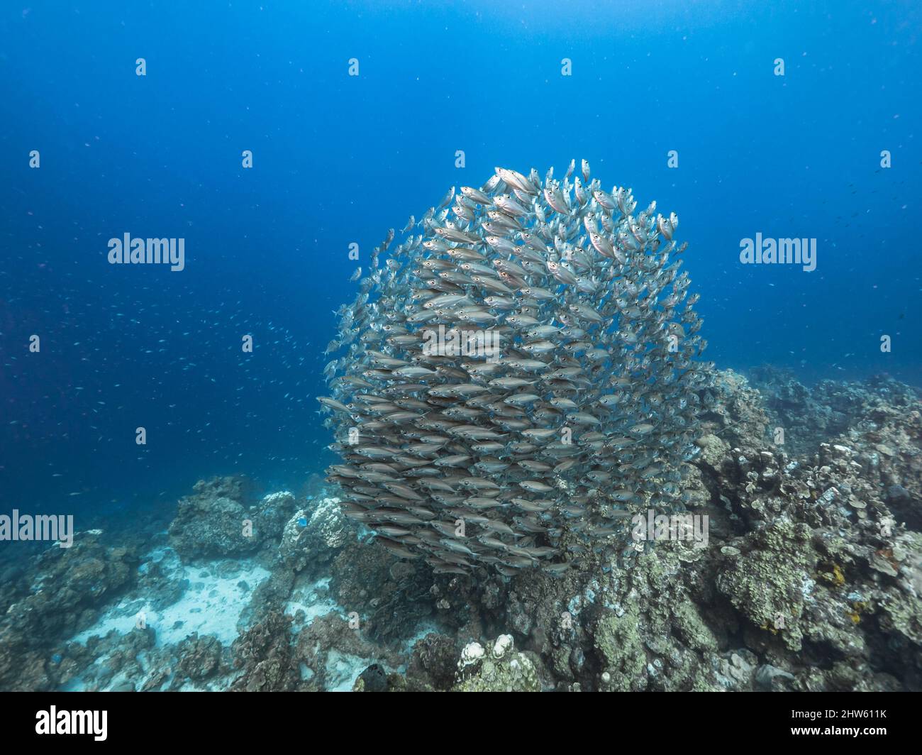 Seascape mit Bait Ball, Fischschule im Korallenriff des Karibischen Meeres, Curacao Stockfoto