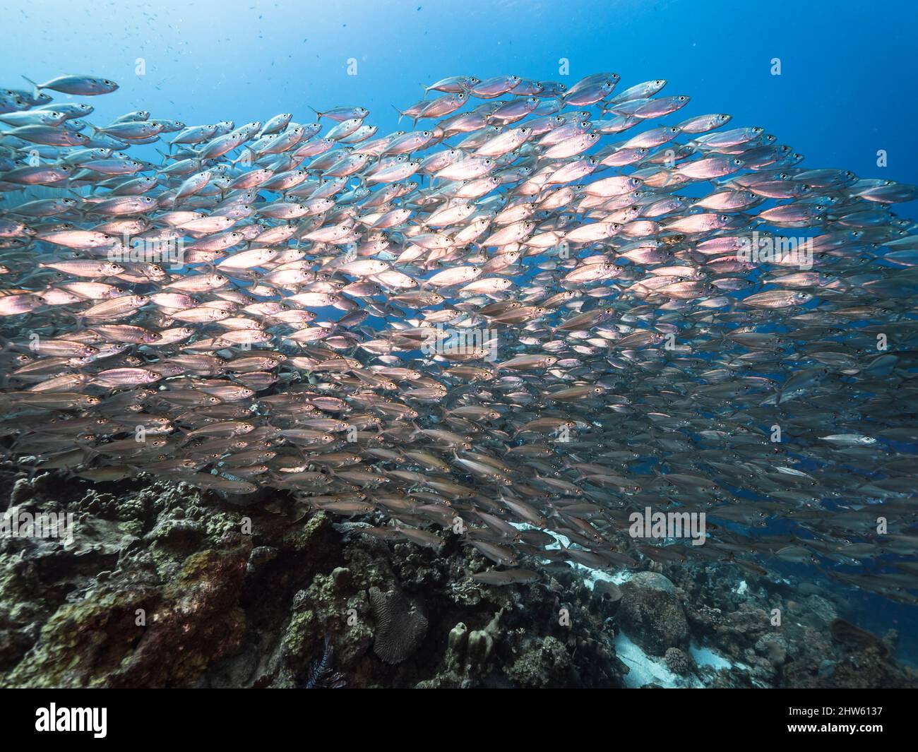 Seascape mit Bait Ball, Fischschule im Korallenriff des Karibischen Meeres, Curacao Stockfoto