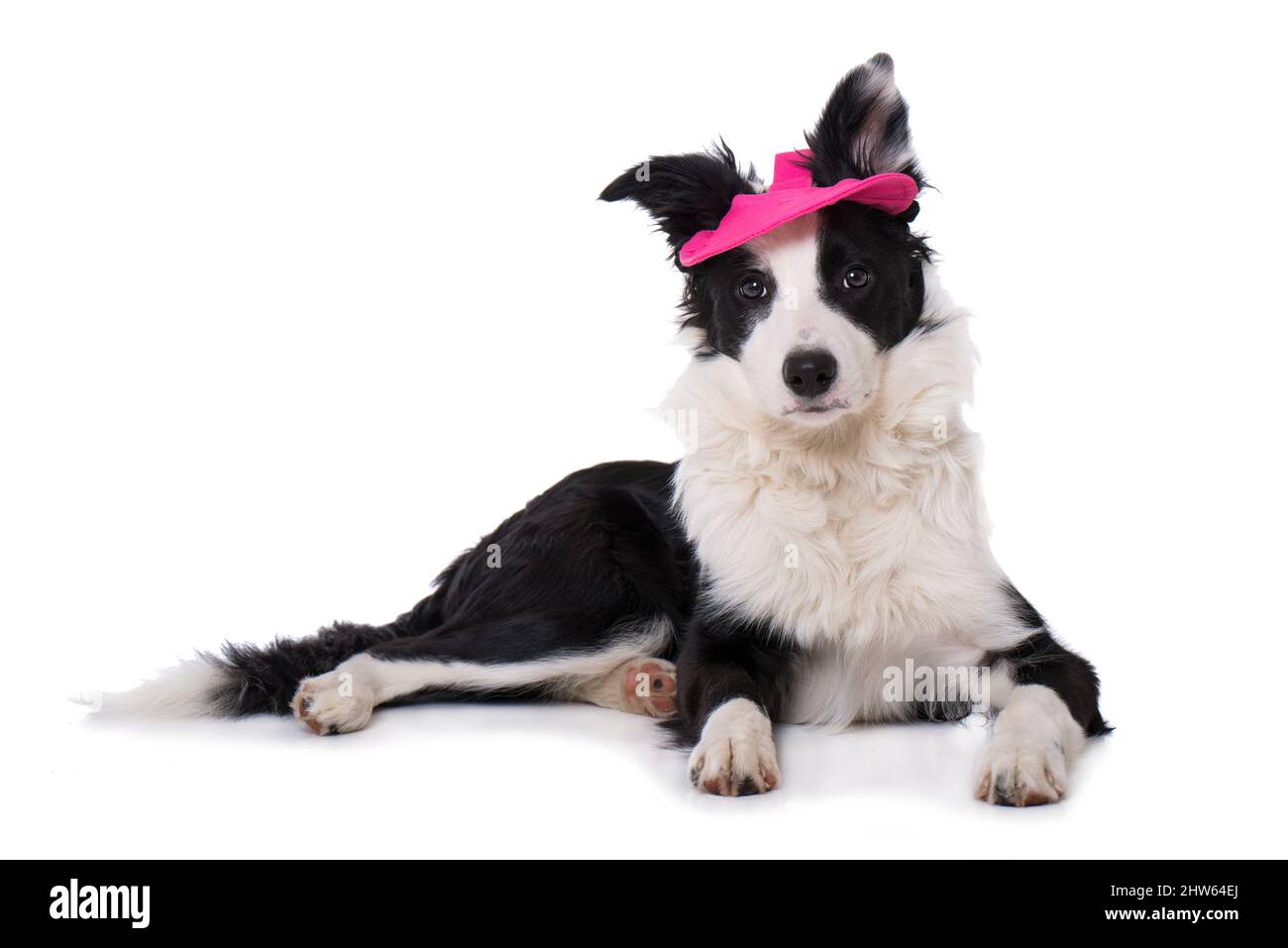 Junger Border Collie Hund mit rosa Sonnenkappe Stockfoto
