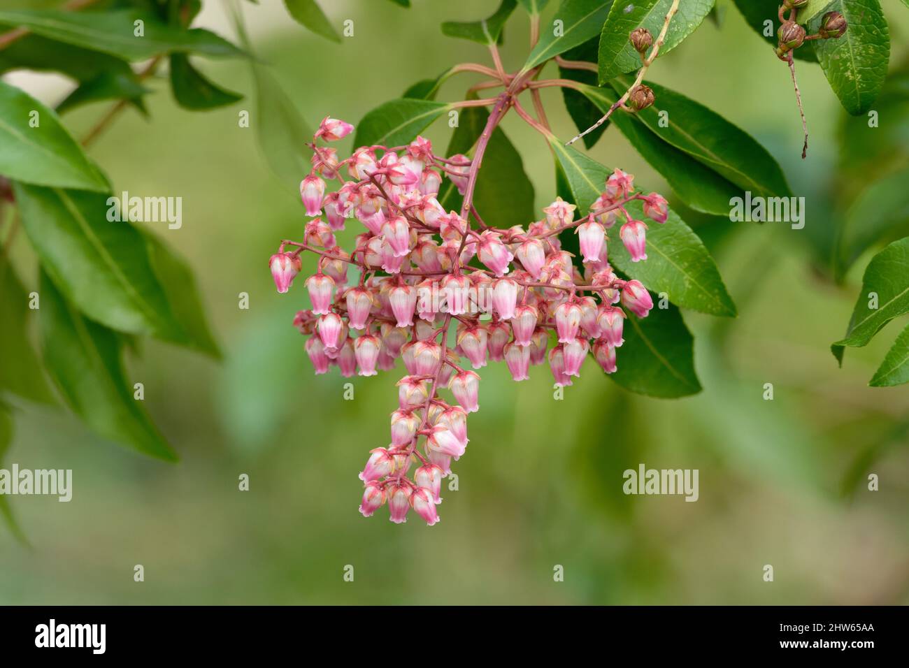 Pieris japonica, Blütenstand der japanischen andromeda mit urnenförmigen Blüten in weiß und rosa Stockfoto