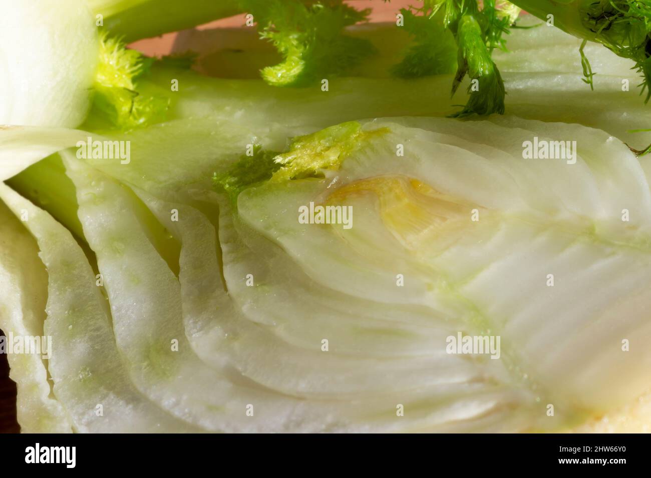 Details einer frischen Fenchel-Zwiebel (Foeniculum vulgare) Schichten. Mediterrane Küche. Nahaufnahme. Selektiver Fokus Stockfoto