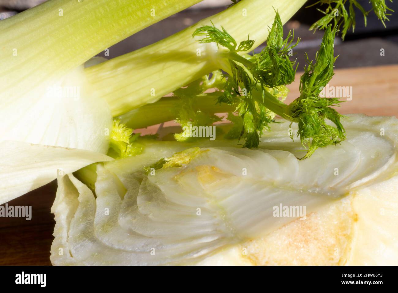 Details einer frischen Fenchel-Zwiebel (Foeniculum vulgare) Schichten. Mediterrane Küche. Nahaufnahme. Selektiver Fokus Stockfoto