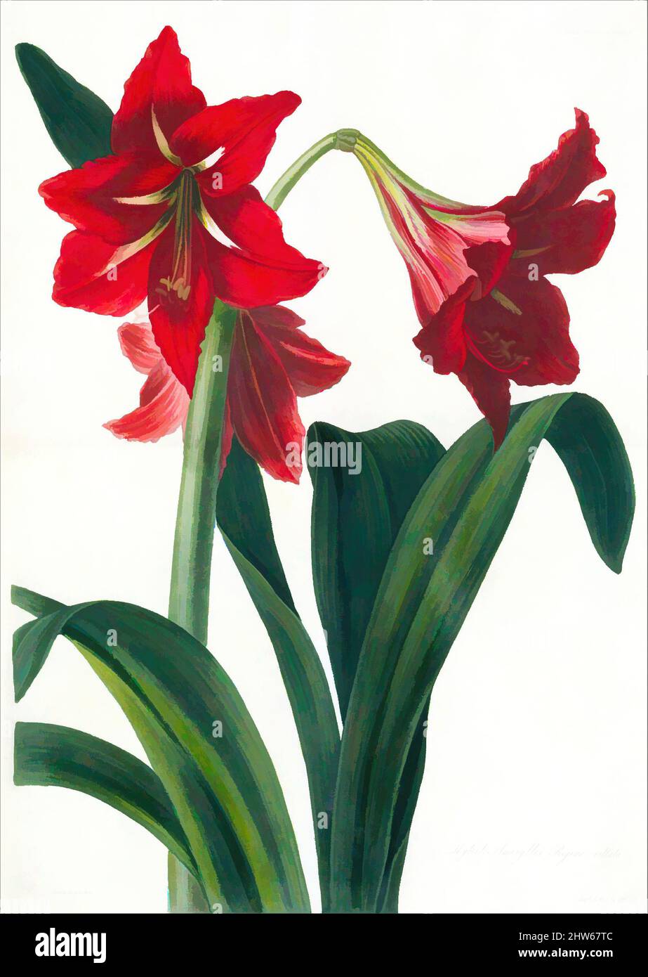 Art inspired by Hybrid Amaryllis, from Transactions of the Horticultural Society of London, Vol. 5, 1824, handkoloriertes Aquatinta auf Stahl, Blatt: 16 3/4 x 11 3/4 Zoll (42,5 x 29,8 cm), Drucke, William Say (britisch, Lakenham, bei Norwich 1768–1834 London), After Barbara Cotton (britisch, Klassische Werke, die von Artotop mit einem Schuss Moderne modernisiert wurden. Formen, Farbe und Wert, auffällige visuelle Wirkung auf Kunst. Emotionen durch Freiheit von Kunstwerken auf zeitgemäße Weise. Eine zeitlose Botschaft, die eine wild kreative neue Richtung verfolgt. Künstler, die sich dem digitalen Medium zuwenden und die Artotop NFT erschaffen Stockfoto