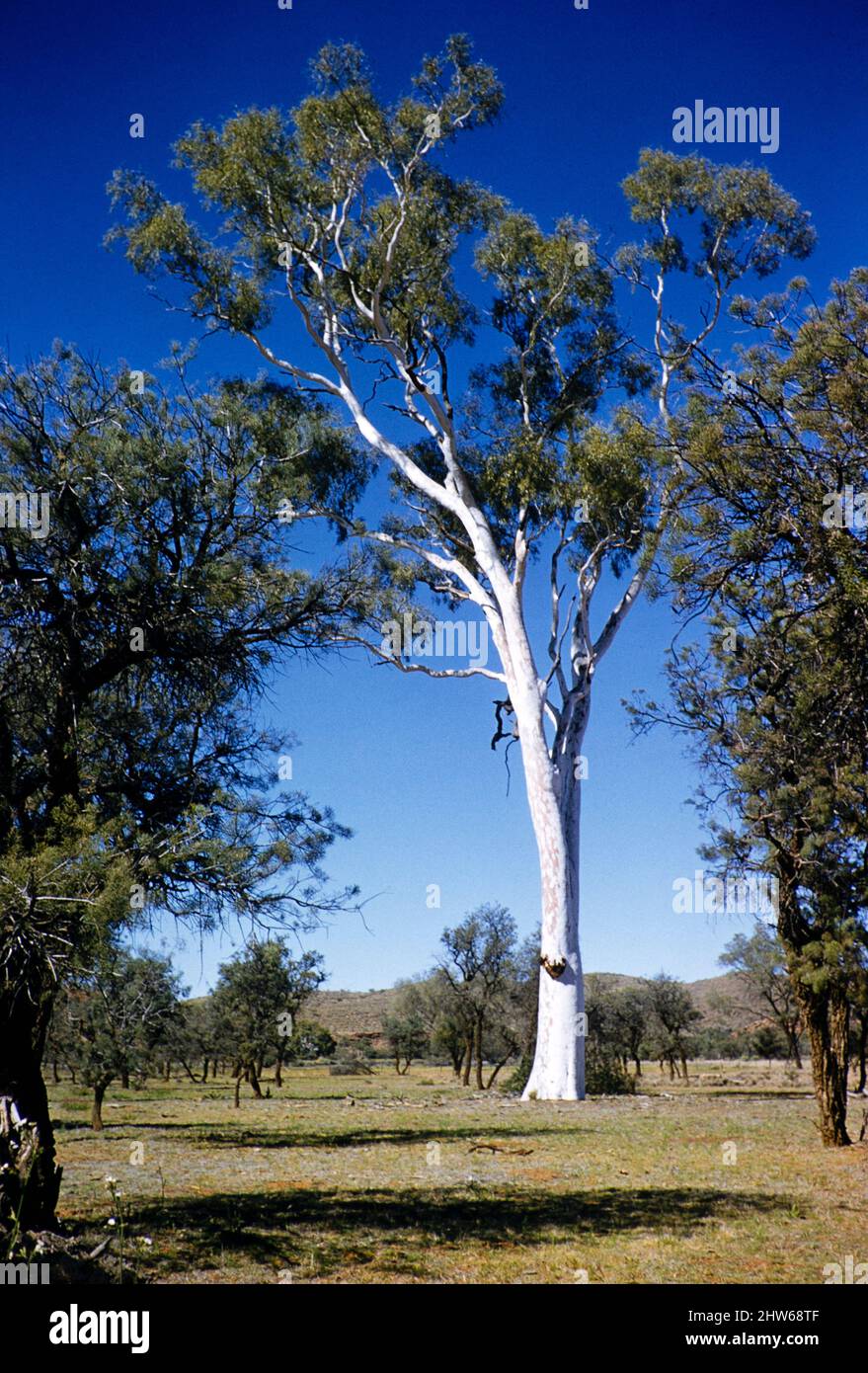 Melbourne Grammar School Expedition, Northern Territory, Australien im Jahr 1956 - MacDonnell Range Landschaft in der Nähe von Alice Springs Stockfoto