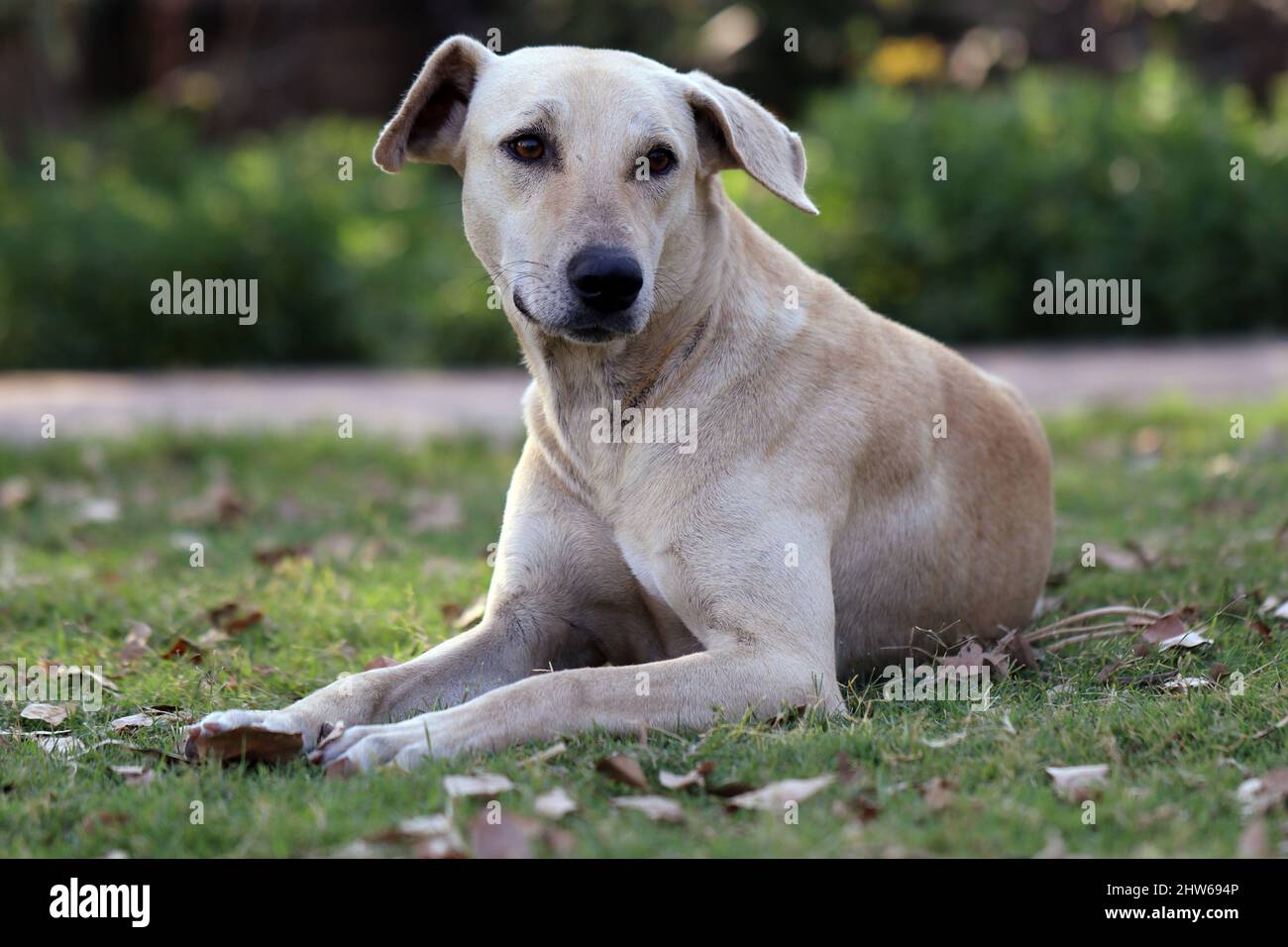 Indian Pariah Hund-auch bekannt als der südasiatische pye Hund und Desi Hund, sitzt in einem Gras Stockfoto