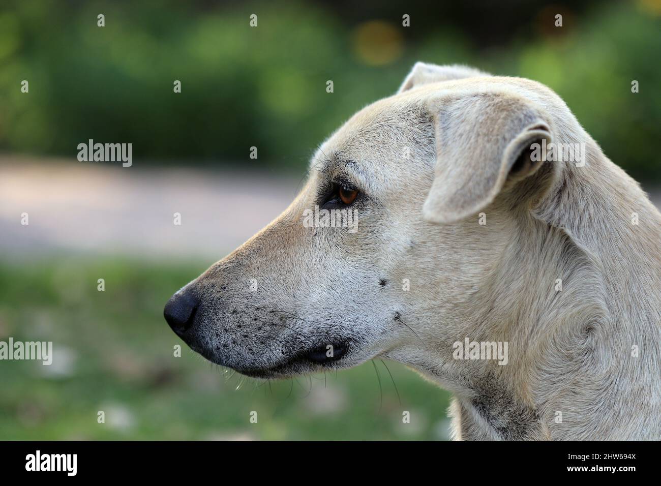 Indian Pariah Hund - auch bekannt als der südasiatische pye Hund und Desi Dog Nahaufnahme. Stockfoto