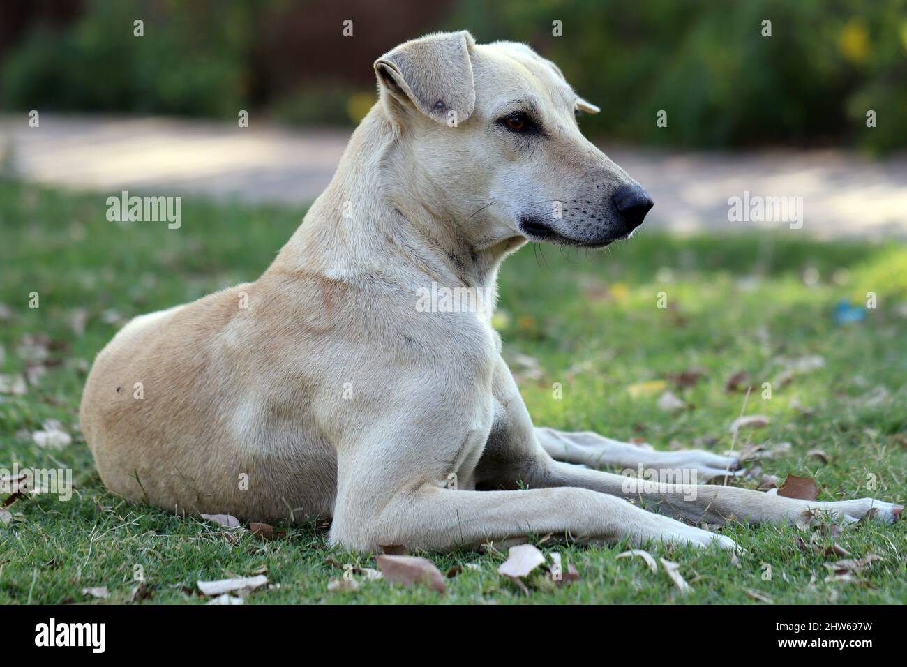 Indian Pariah Hund-auch bekannt als der südasiatische pye Hund und Desi Hund, sitzt in einem Gras Stockfoto