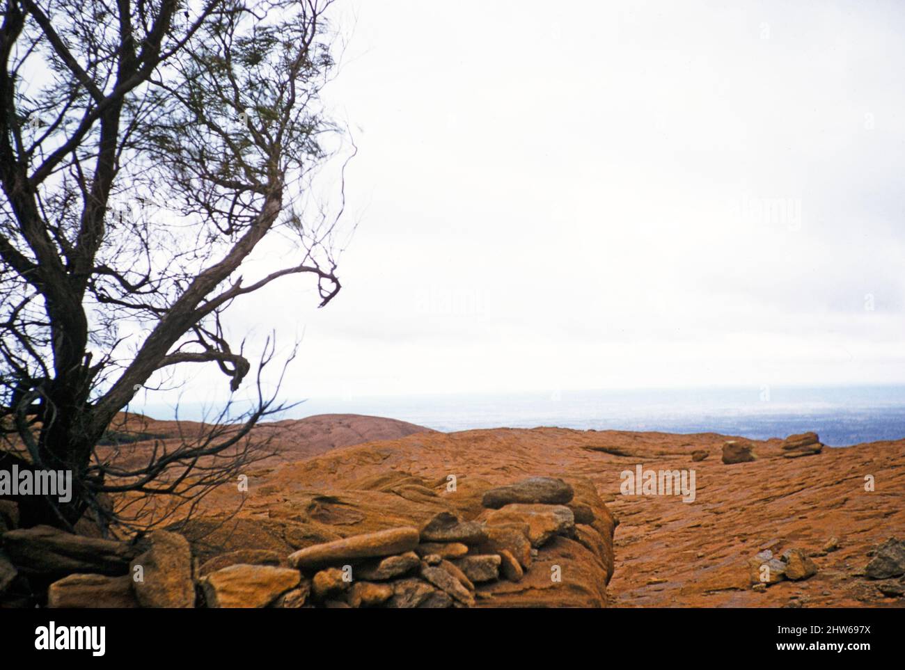 Melbourne Grammar School Expedition, Northern Territory, Australien in 1956 Baum und felsige Oberfläche auf Ayers Rock, Uluru Stockfoto