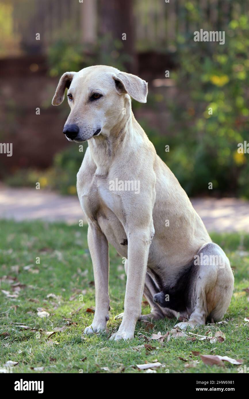 Indian Pariah Hund-auch bekannt als der südasiatische pye Hund und Desi Hund, sitzt in einem Gras Stockfoto