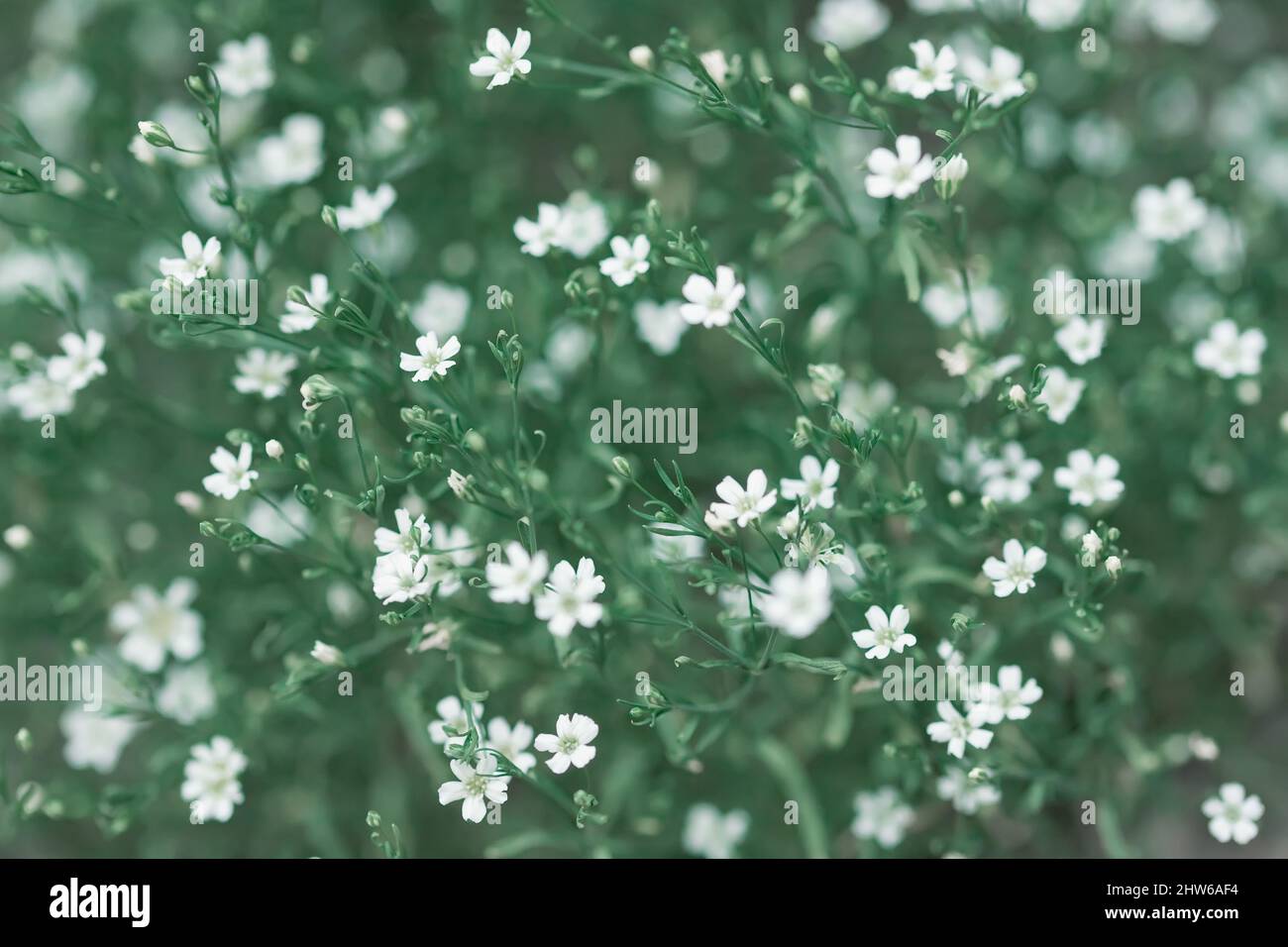 Kleine weiße Blüten auf grünem, gipsophila Stockfoto