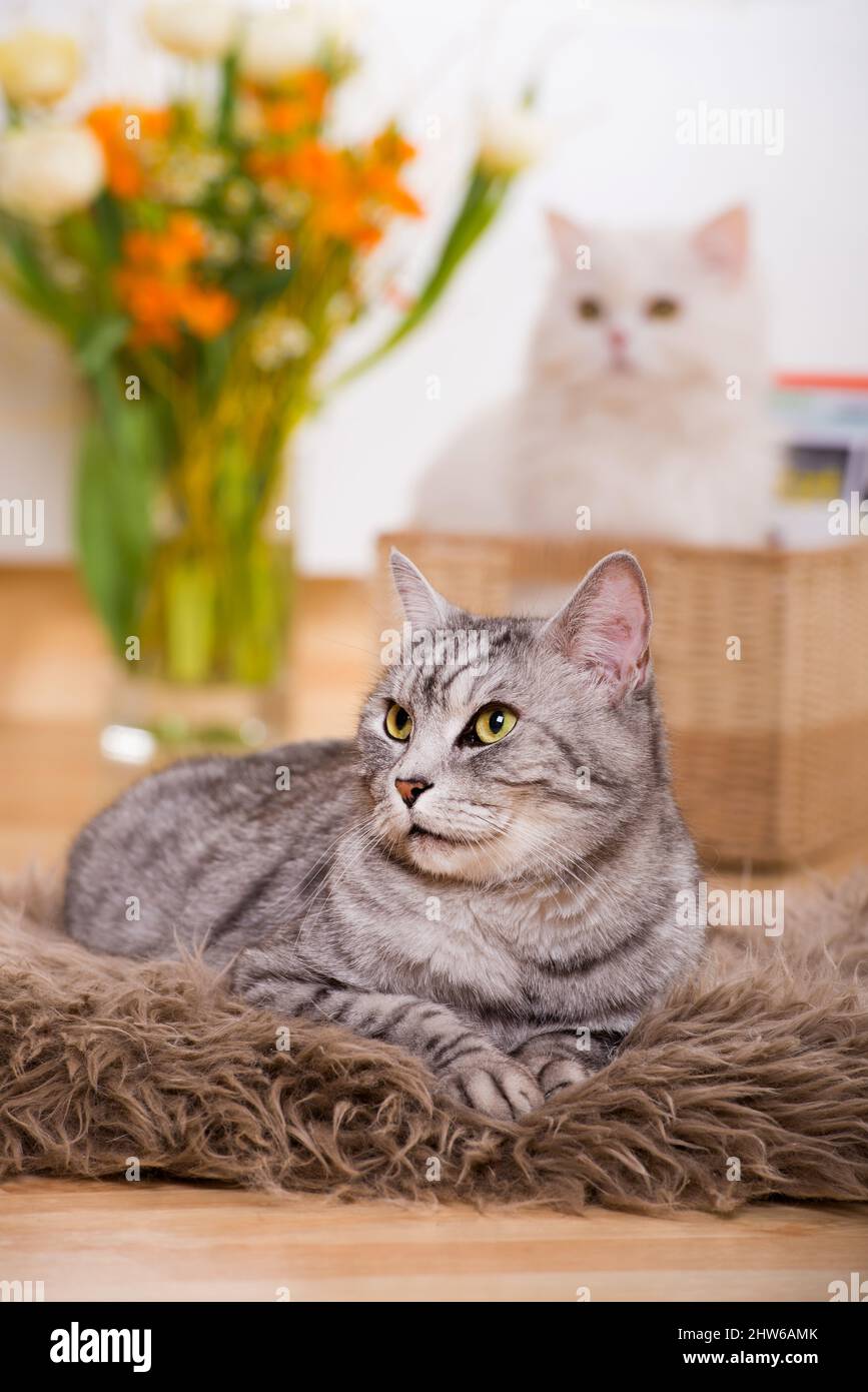 Britische Kurzhaarkatze in einem Wohnzimmer Stockfoto