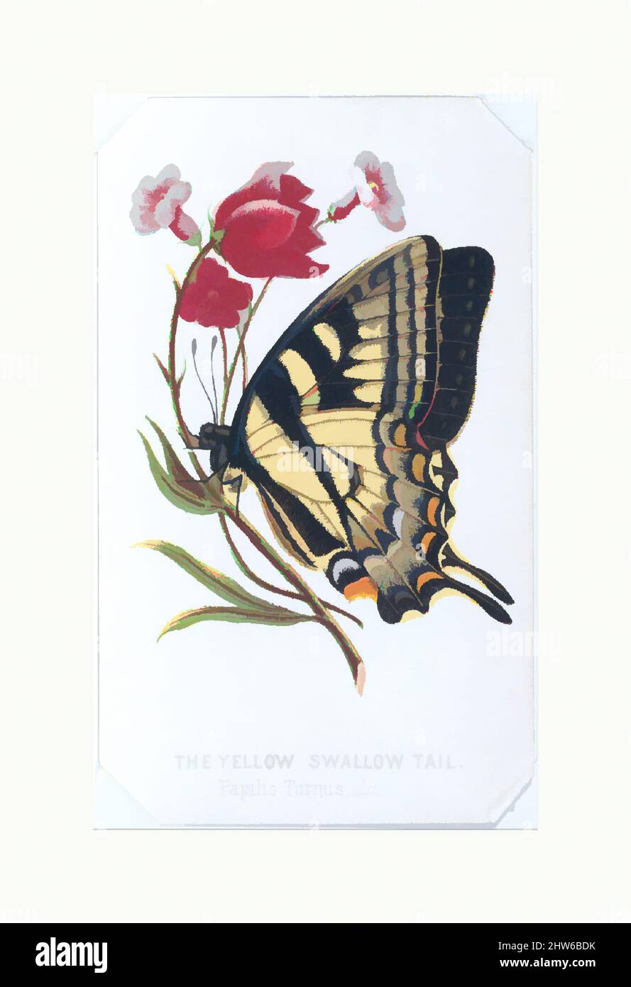 Art inspired by the Yellow Swallowtail from the Butterflies and Moths of America Part 2, 1860, Farblithographie, Blatt: 4 1/8 x 2 1/2 in. (10,5 x 6,4 cm, Classic Works modernisiert von Artotop mit einem Schuss Modernität. Formen, Farbe und Wert, auffällige visuelle Wirkung auf Kunst. Emotionen durch Freiheit von Kunstwerken auf zeitgemäße Weise. Eine zeitlose Botschaft, die eine wild kreative neue Richtung verfolgt. Künstler, die sich dem digitalen Medium zuwenden und die Artotop NFT erschaffen Stockfoto