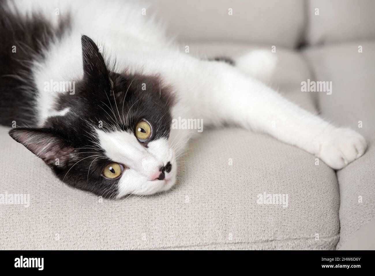 Entzückende faule Katze mit schwarzem und weißem Fell, die sich auf dem Sofa in der Wohnung entspannt und in die Kamera schaut Stockfoto