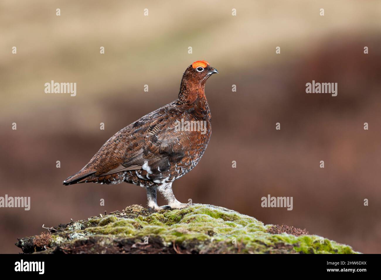Der männliche Rothuhn (Lagopus lagopus scotica) saß auf einem Hügel mit blauem Himmelblau, Peak District, England Stockfoto