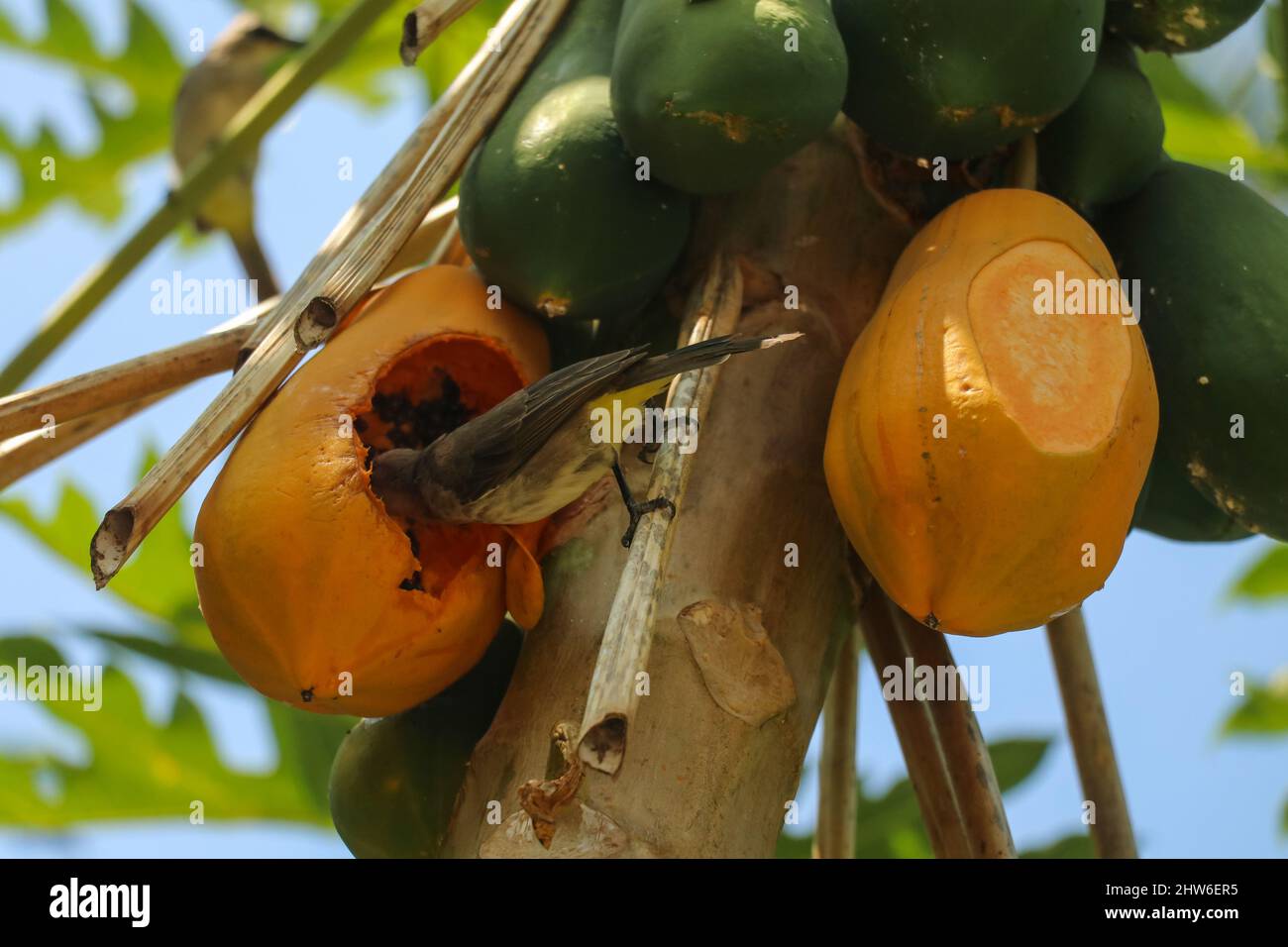 Östlicher gelber belüfteter Bulbul-Vogel fliegt zum Essen von Papaya. Pycnonotus goiavier gelb belüftete bulbul Stockfoto