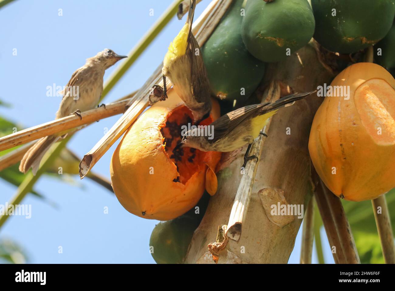 Östlicher gelber belüfteter Bulbul-Vogel fliegt zum Essen von Papaya. Pycnonotus goiavier gelb belüftete bulbul Stockfoto
