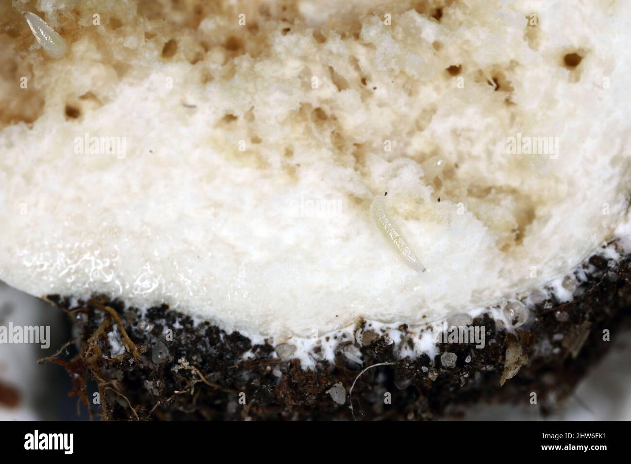 Fliegenlarven (Maden) in einem Pilz. Ein verworler Pilz. Stockfoto