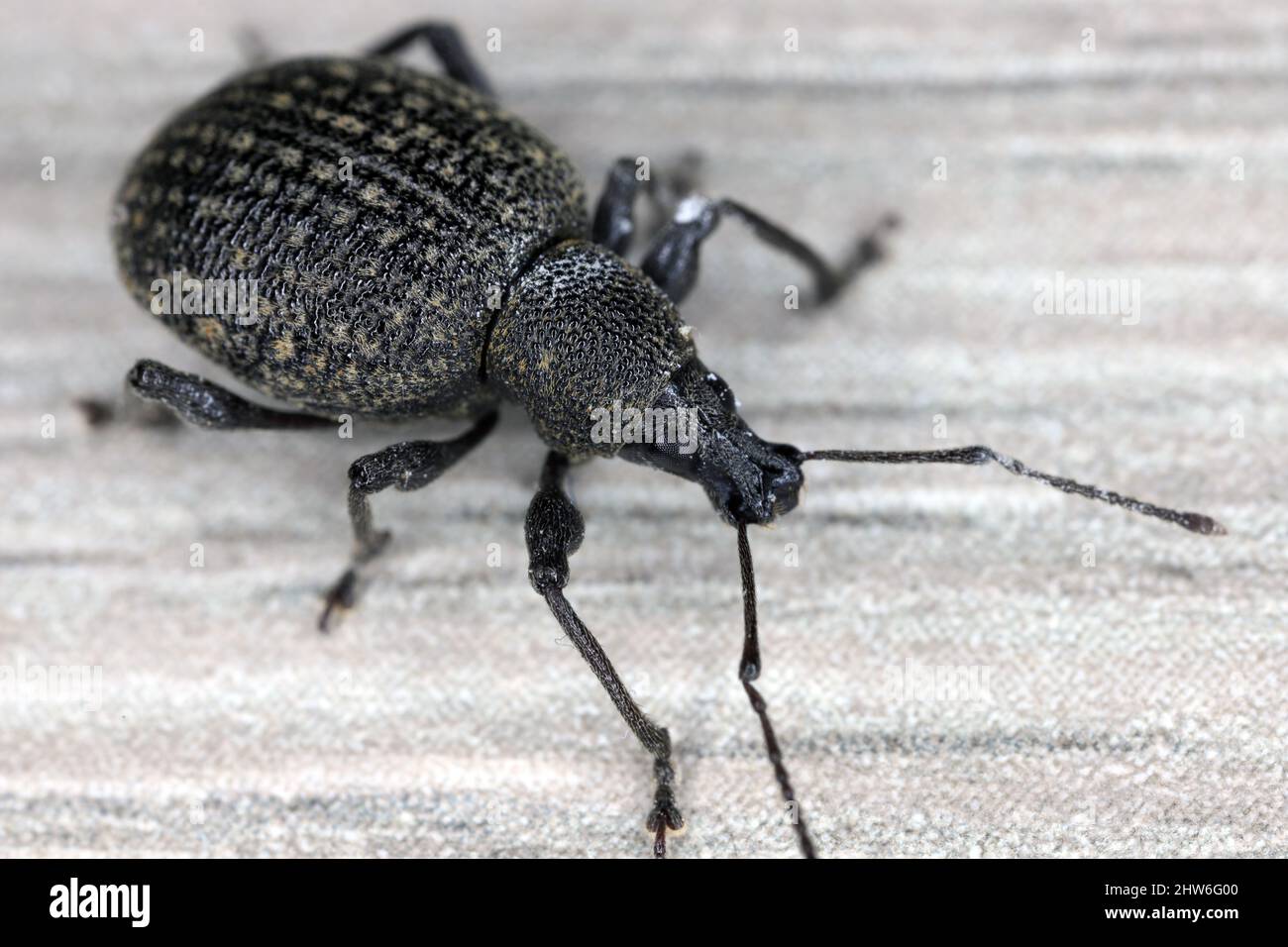 Adulter Weinstößel, Otiorhynchus sulcatus, ein schwerer Schädling von Topf- und Containerpflanzen und einigen Sträuchern. Stockfoto