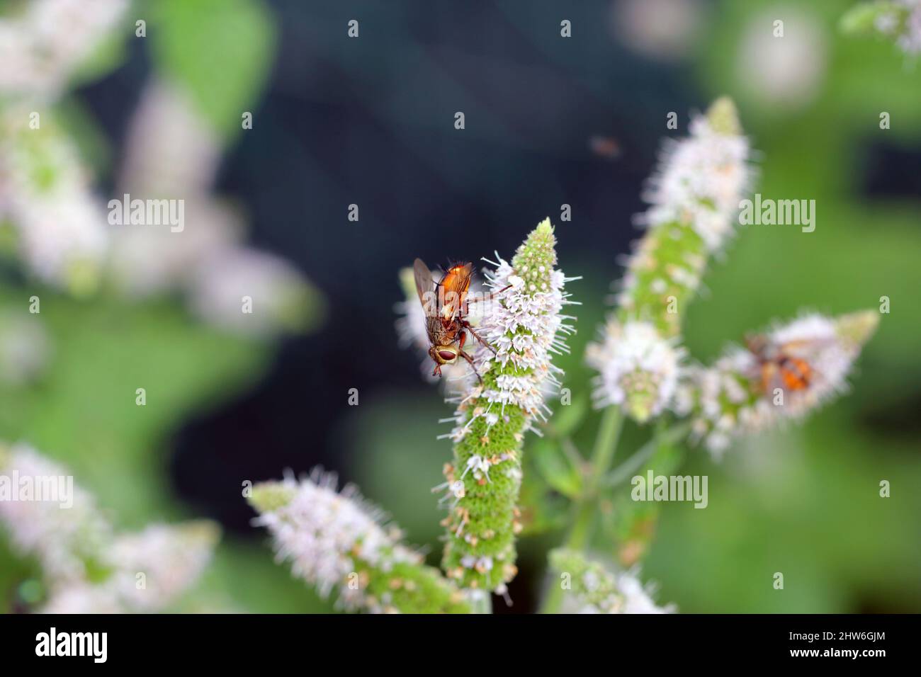 Eine Fliege ernährt sich von Pollen auf Minzblüten im Garten, während sie sie bestäubt. Stockfoto
