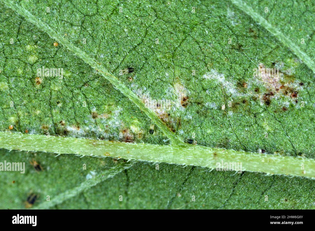 Nahaufnahme von Rotspinnen-Milben (Tetranychus urticae) auf einem  verletzten Hanfblatt (canabis sativa). Es ist eine Art von  pflanzenfressenden Milben, ein Schdling vieler Pflanzen Stockfotografie -  Alamy