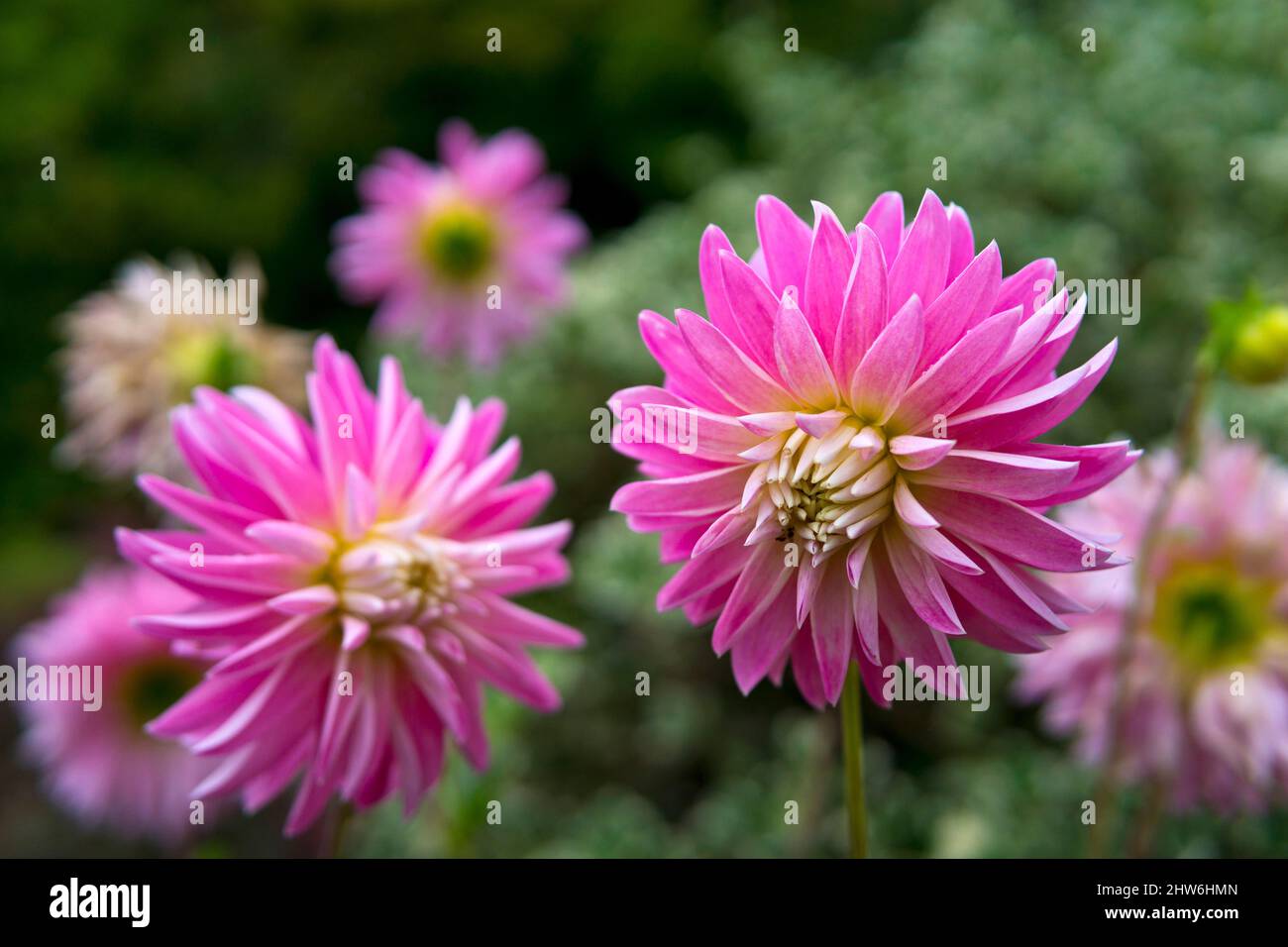 Leuchtend rosa und weiße Kaktusdahlien wachsen im Garten. Stockfoto
