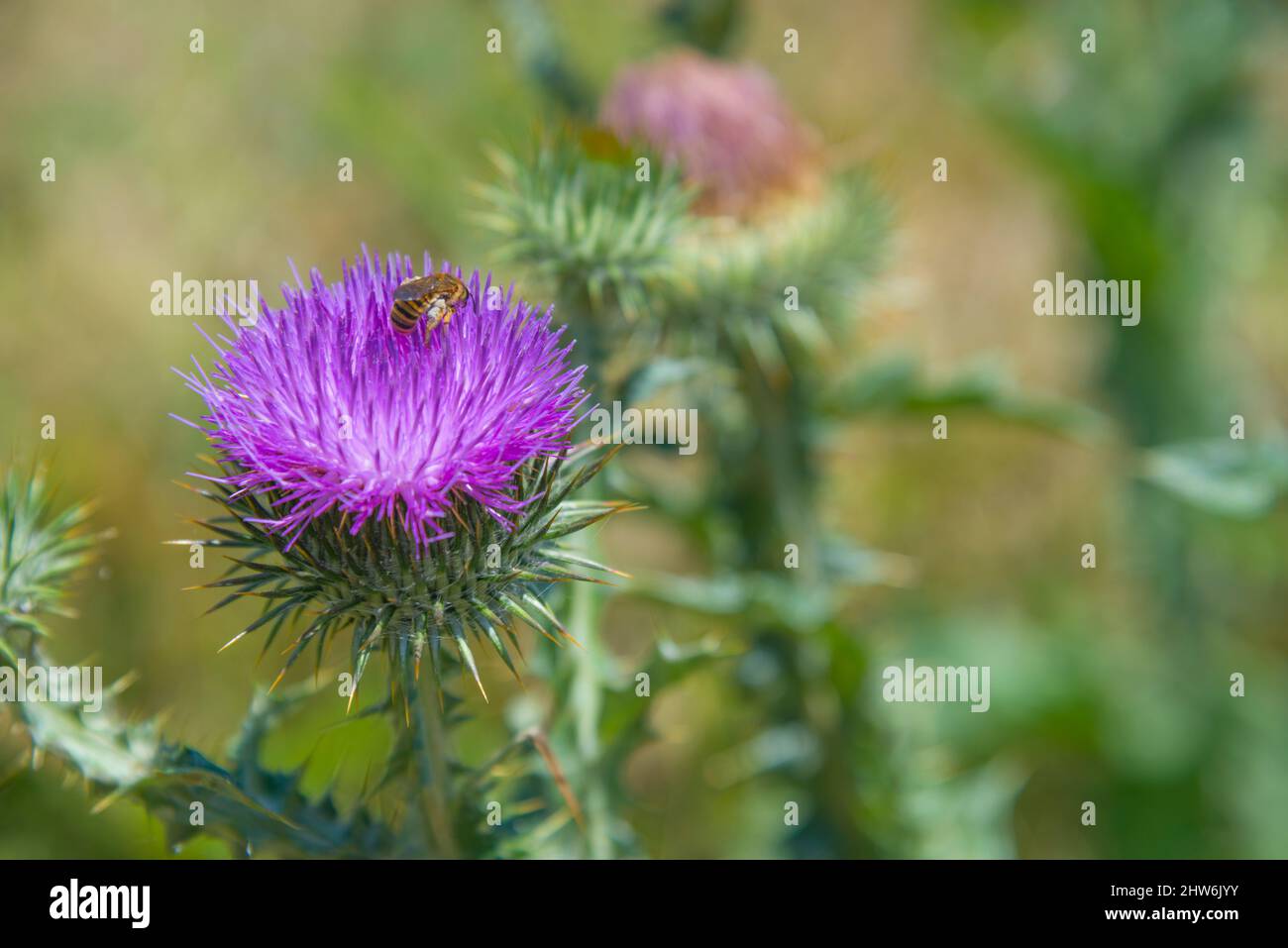 Thistle Blume mit Biene darauf. Ansicht schließen. Stockfoto