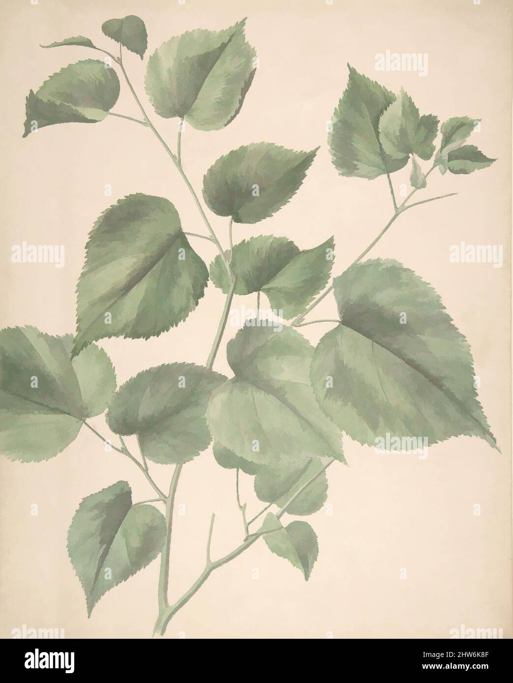 Kunst inspiriert von Blättern, 19. Jahrhundert, Aquarell, Blatt: 11 13/16 × 9 7/16 Zoll (30 × 24 cm), Zeichnungen, Anonym, britisch, 19. Jahrhundert, Klassische Werke, die von Artotop mit einem Hauch von Moderne modernisiert wurden. Formen, Farbe und Wert, auffällige visuelle Wirkung auf Kunst. Emotionen durch Freiheit von Kunstwerken auf zeitgemäße Weise. Eine zeitlose Botschaft, die eine wild kreative neue Richtung verfolgt. Künstler, die sich dem digitalen Medium zuwenden und die Artotop NFT erschaffen Stockfoto