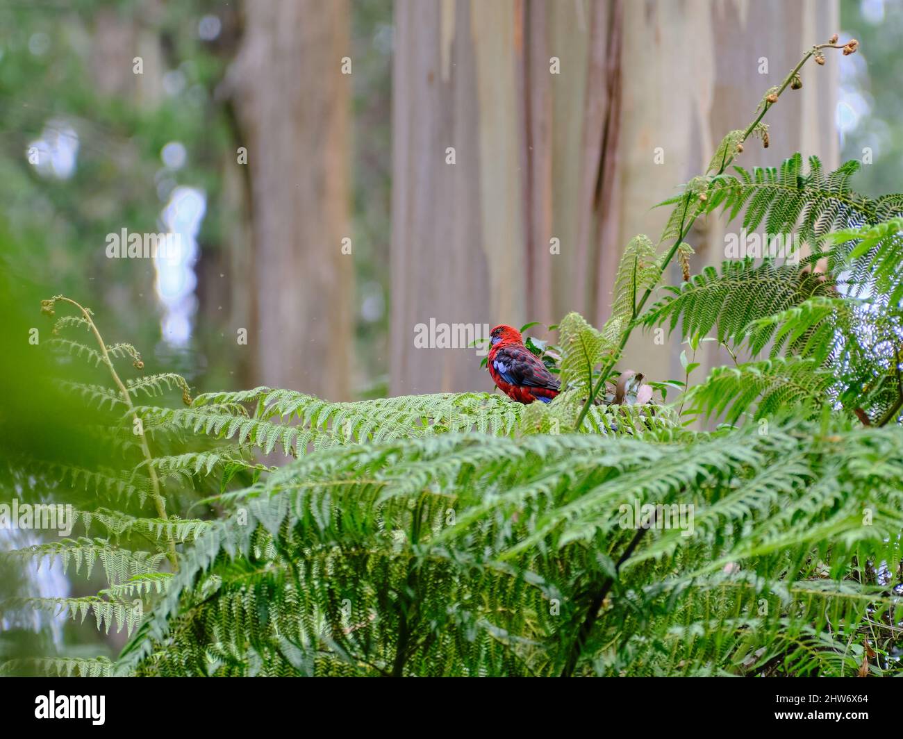 Pennantsittich Stockfoto