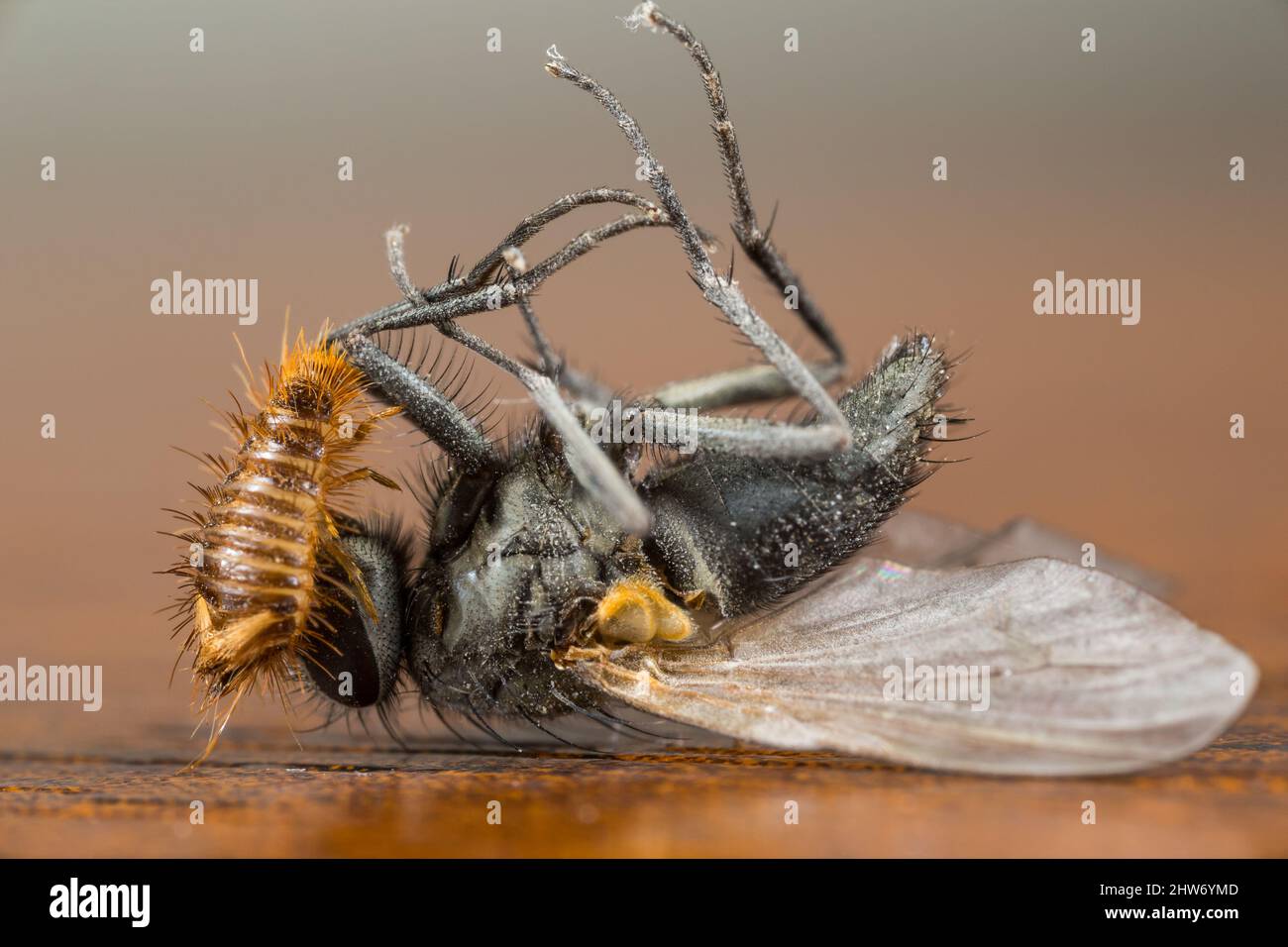 Museumskäfer-Larve (Anthrenus museorum) untersucht eine tote Fliege Stockfoto
