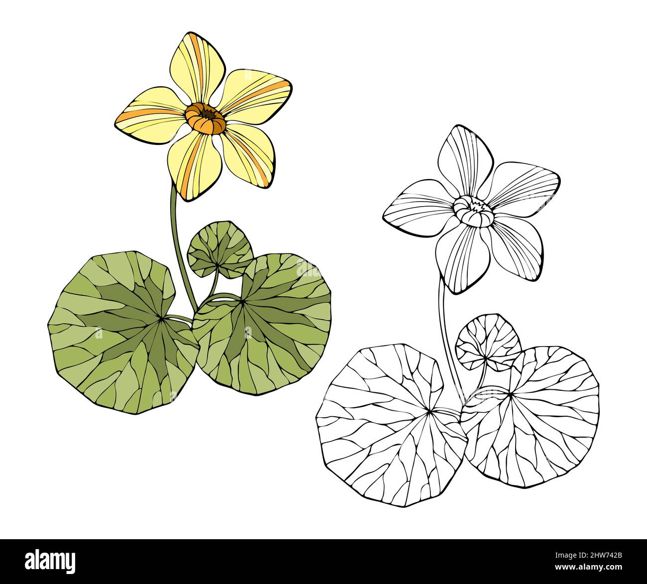 Marsh Marigold – Caltha palustris. Handgezeichnete Doodle-Skizze, Kunst, Kontur. Vektorgrafik Stock Vektor