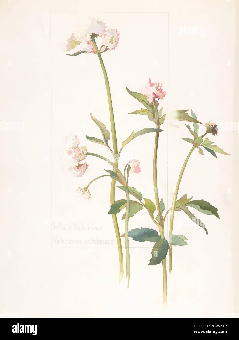 Art inspired by White Valerian, Valeriana sitchensis, 14. Juli 1909, Aquarell und braune Tinte über Graphit, mit angedeuteten Seitendesigns in Graphit, Blatt: 13 11/16 x 9 15/16 Zoll (34,8 x 25,2 cm), Zeichnungen, Margaret Neilson Armstrong (amerikanisch, New York 1867–1944 New York, Klassische Werke, die von Artotop mit einem Schuss Moderne modernisiert wurden. Formen, Farbe und Wert, auffällige visuelle Wirkung auf Kunst. Emotionen durch Freiheit von Kunstwerken auf zeitgemäße Weise. Eine zeitlose Botschaft, die eine wild kreative neue Richtung verfolgt. Künstler, die sich dem digitalen Medium zuwenden und die Artotop NFT erschaffen Stockfoto