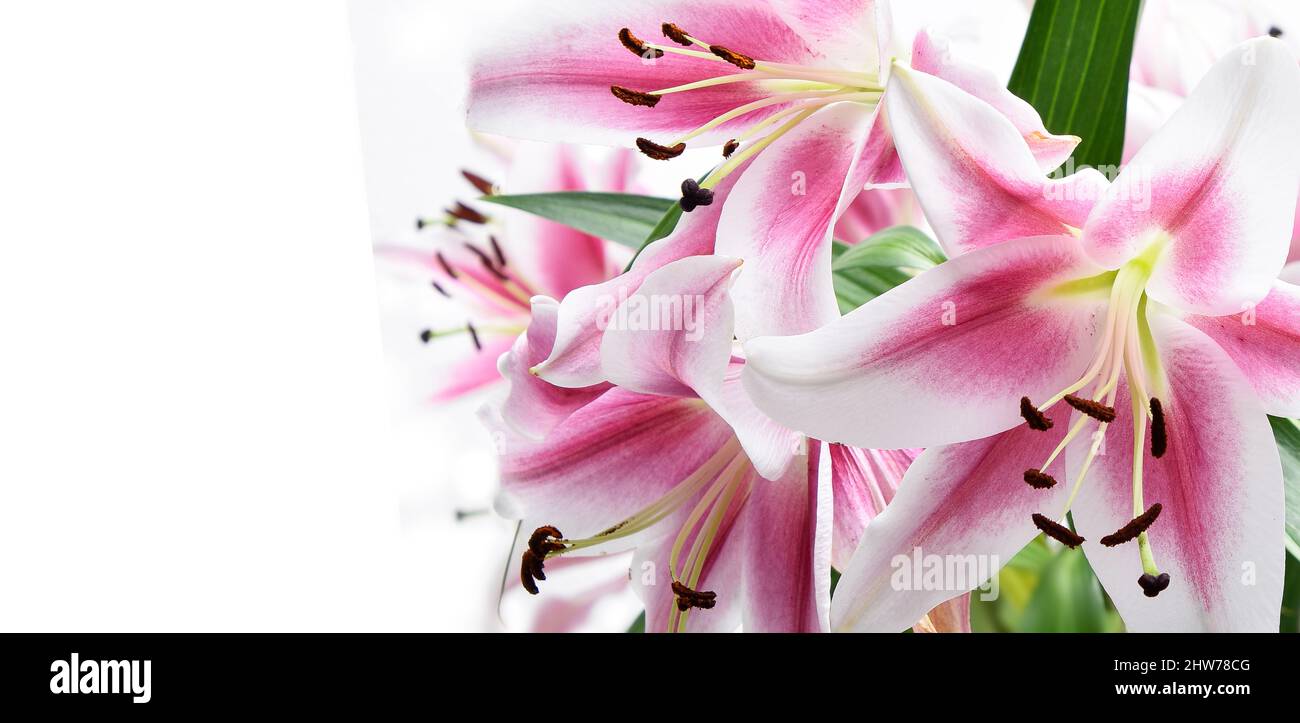 Komposition mit schönen blühenden Lilienblumen auf weißem Hintergrund, Makro Stockfoto