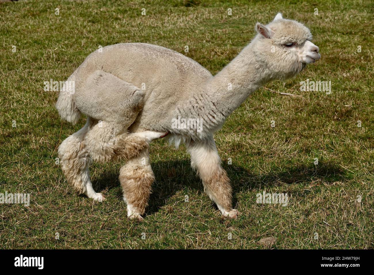 Der süße Erwachsene Lama alpaca steht auf grünem Gras und ist dabei, seine Hüfte mit seinen Hinterbeinen zu kratzen. Stockfoto