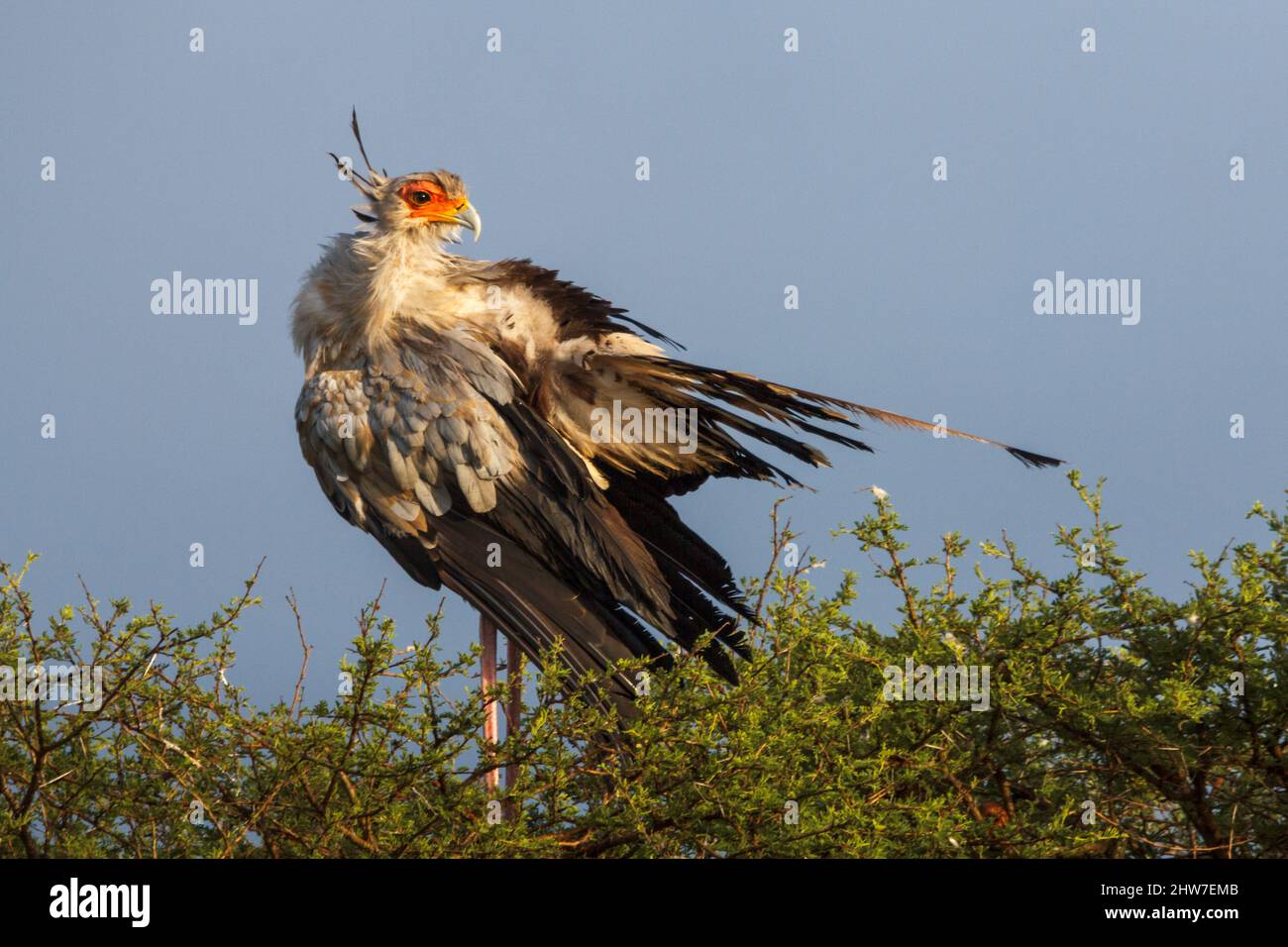 Secretarybird, Sagittarius serpentarius, thront auf Regenschirm Thorn, Vachellia (Acacia) tortilis, Lower Sabie District, Kruger National Park, South AFR Stockfoto