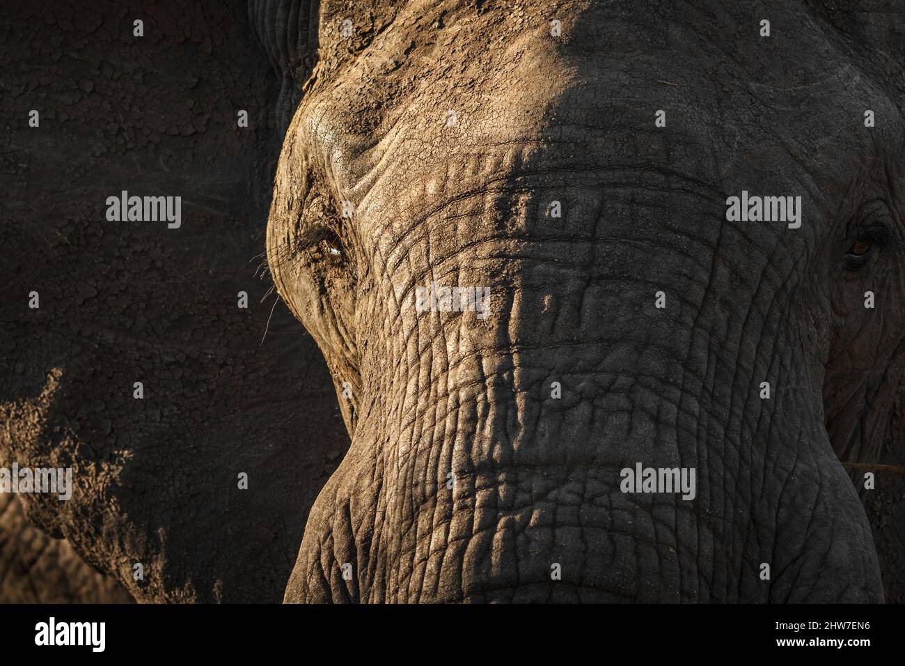 Porträt eines afrikanischen Elefanten, Loxodonta africana, Shingwedzi District, Kruger National Park, Südafrika Stockfoto