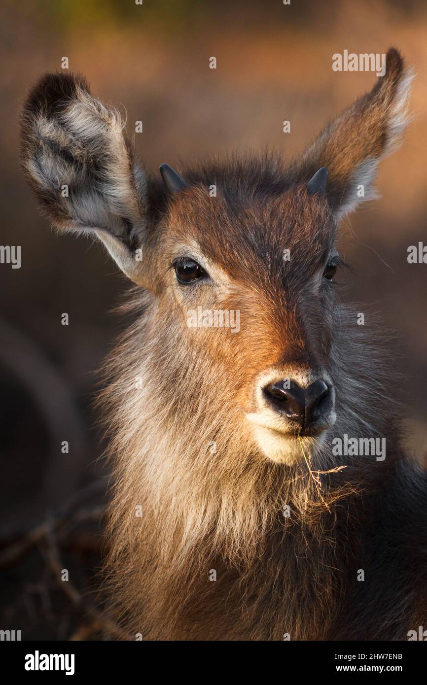 Porträt eines jungen männlichen Wasserbucks, Kobus ellipsiprymnus, grasen auf Curly-leaved Dropseed, Sporobolus niens, Kruger National Park, Südafrika Stockfoto