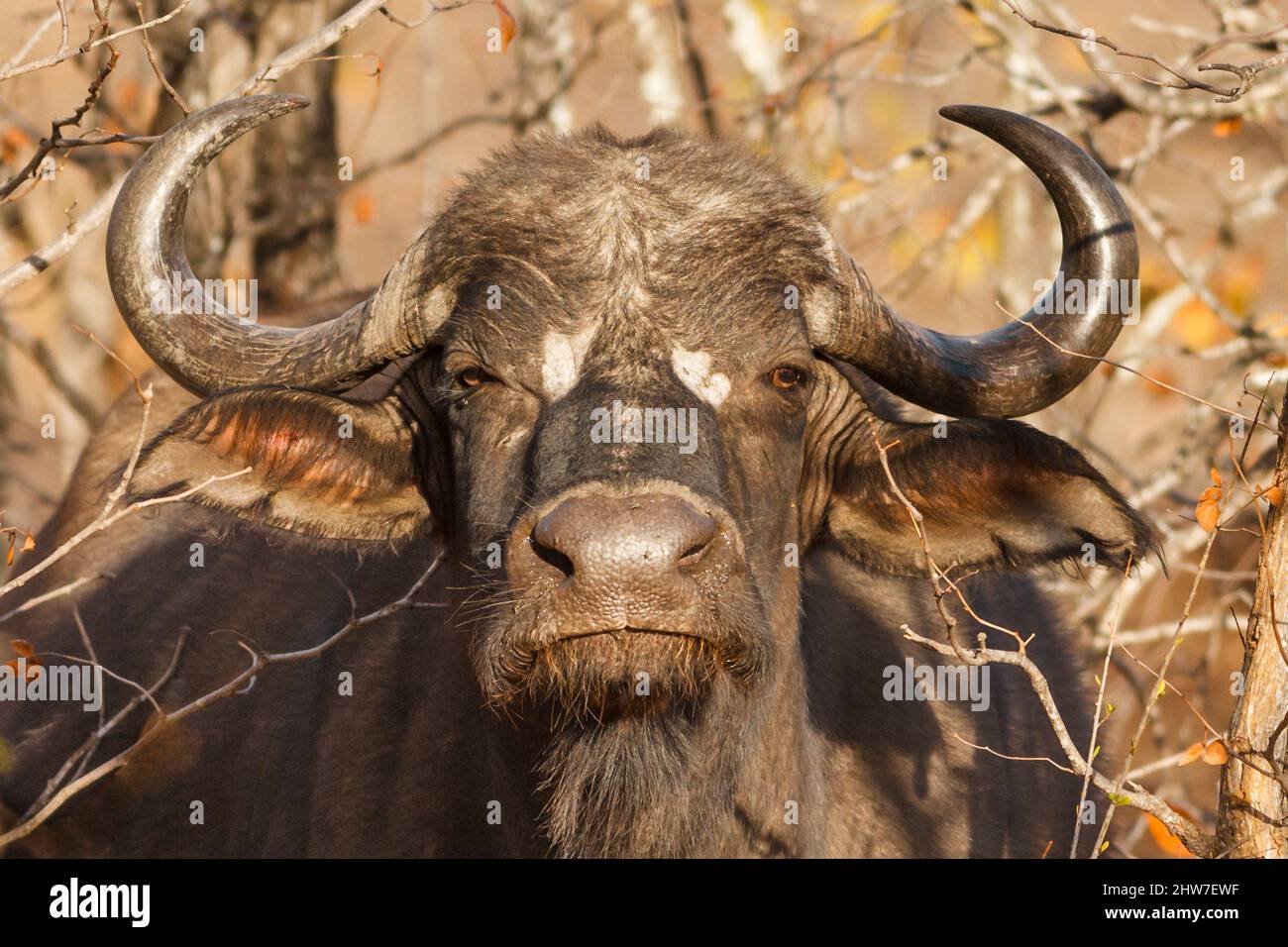 Porträt eines jungen männlichen Cape Buffalo, Syncerus Caffer, im Wald von Mopane, Colophospermum Mopane, Umbabat Private Game Reserve, Südafrika Stockfoto