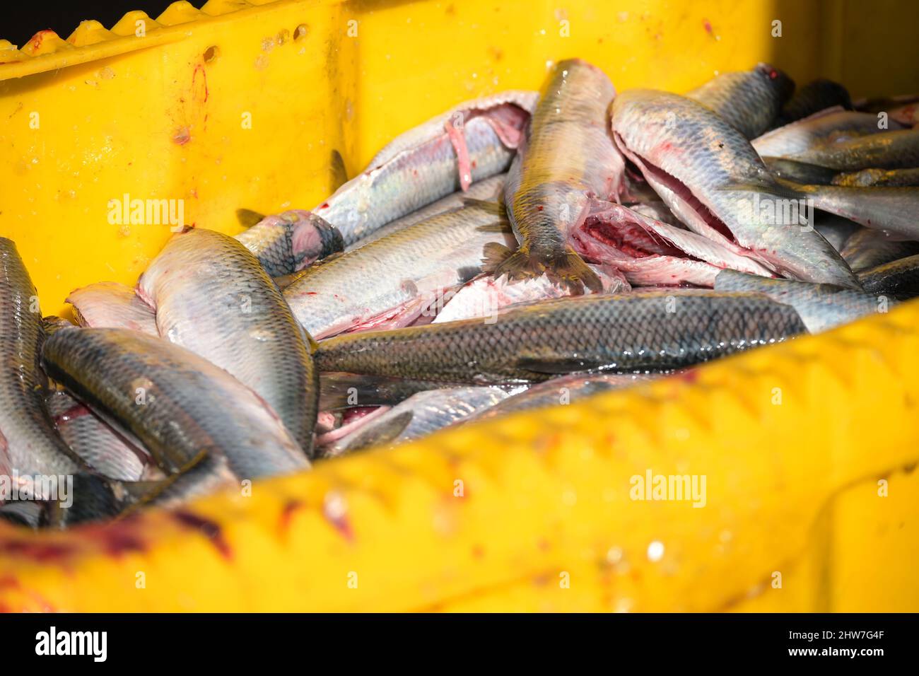 Frisch entkuteter Hering in einer gelben Box auf einem Fischerboot, ausgewählter Fokus, enge Schärfentiefe Stockfoto