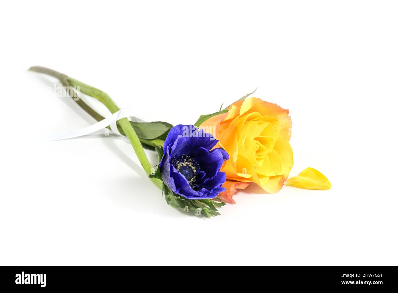 Blaue Ranunculus-Blume und gelbe Rose liegen als Symbol des Zusammenhalts in den Flaggenfarben der Ukraine, isoliert auf weißem Hintergrund, Kopierraum Stockfoto