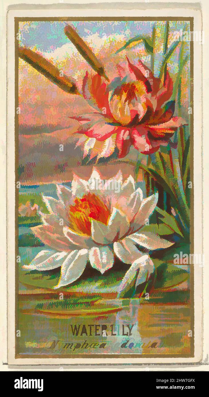 Nymphaea adorata -Fotos und -Bildmaterial in hoher Auflösung – Alamy