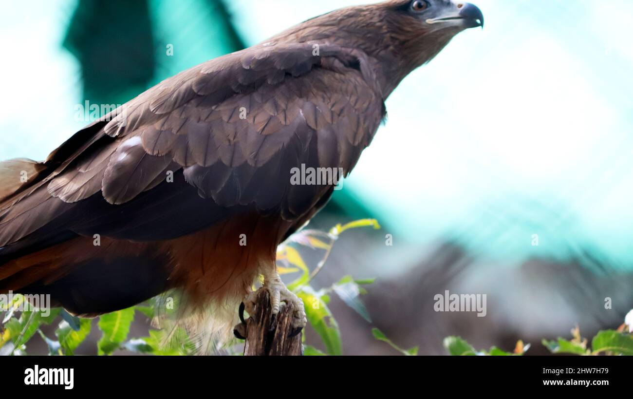 Der Adler steht auf einem Ast. Im dunklen Hintergrund Stockfoto