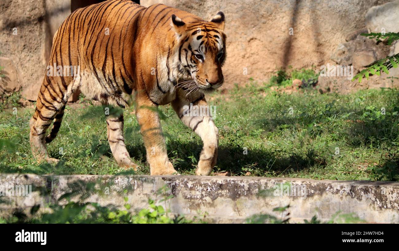 Aufgenommen, wenn einer der Tiger majestätisch läuft. Im dunklen Hintergrund Stockfoto