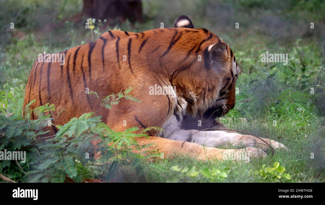 Der Tiger sitzt auf dem Boden. Mit dem unscharfen Hintergrund Stockfoto